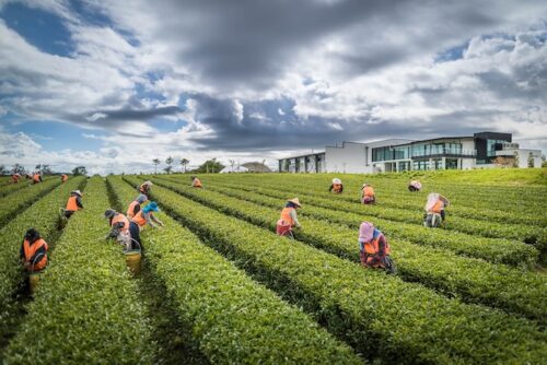 Zealong茶園の手摘み風景