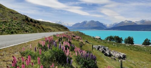 nz-drive-courses
