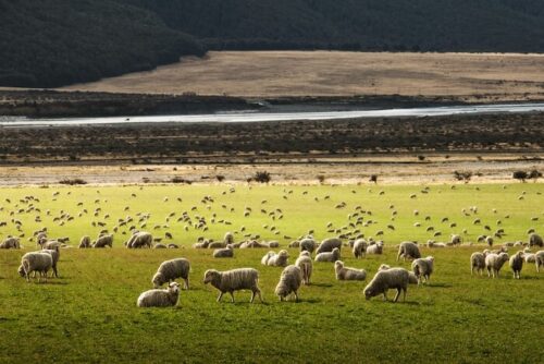 new-zealand-drive